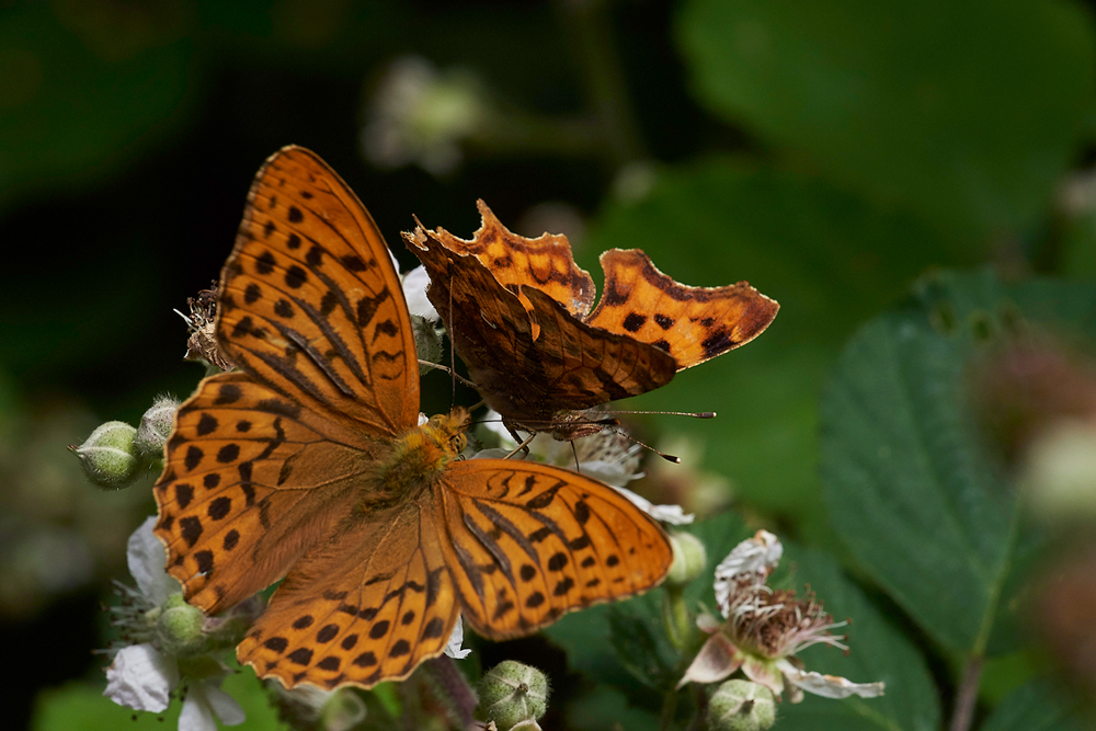 SilverWashedFritillary020717-6