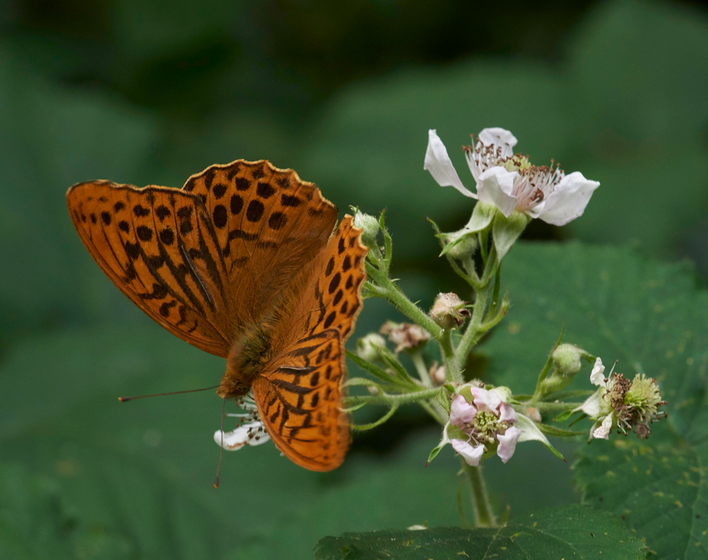 SilverWashedFritillary020717-7