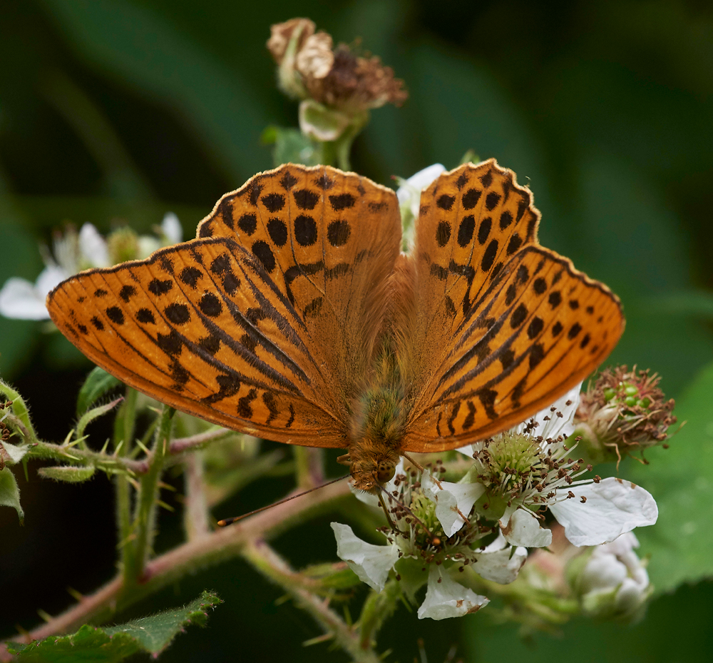 SilverWashedFritillary020717-8