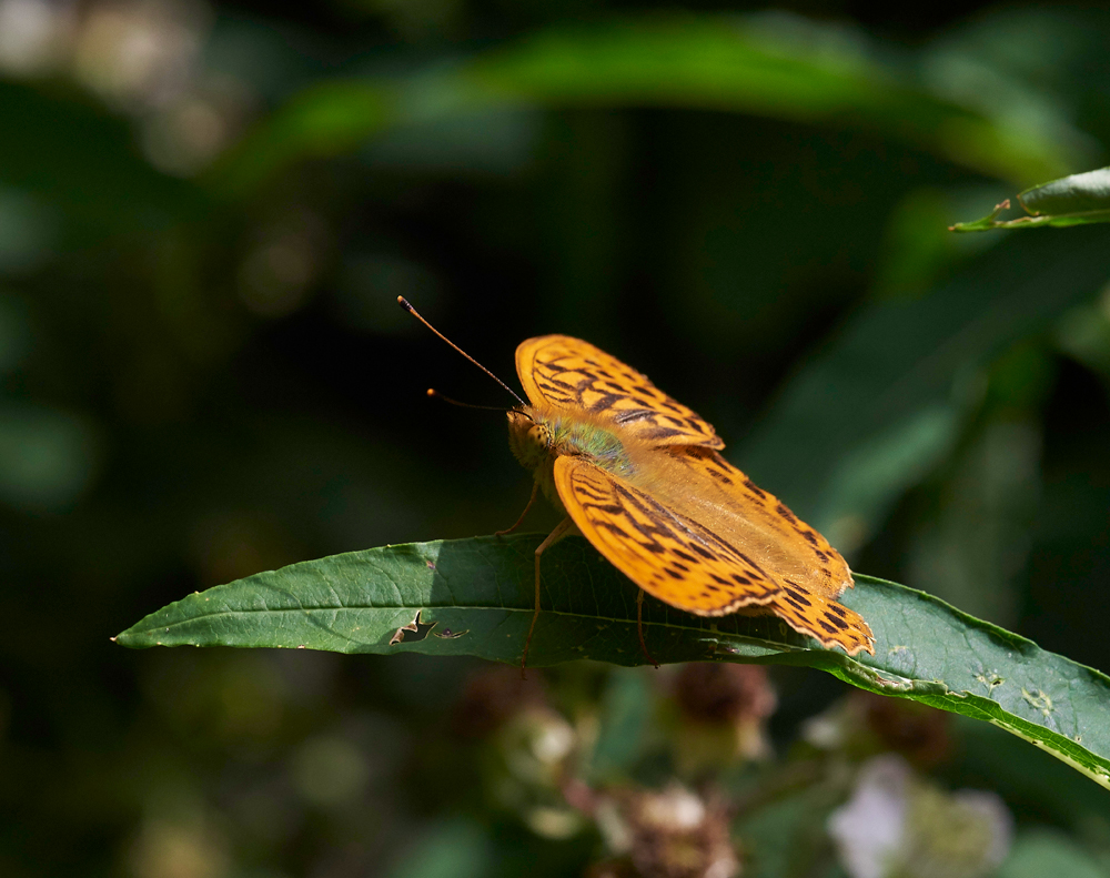 SilverWashedFritillary020717-9