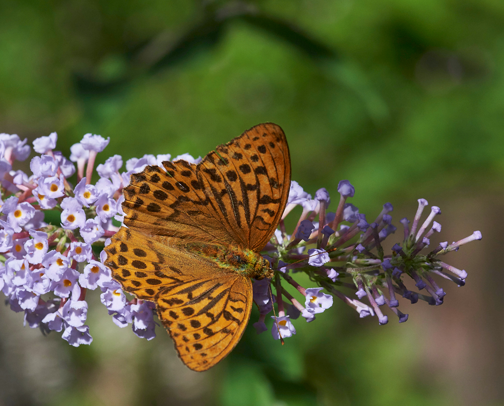 SilverWashedFritillary210717-1