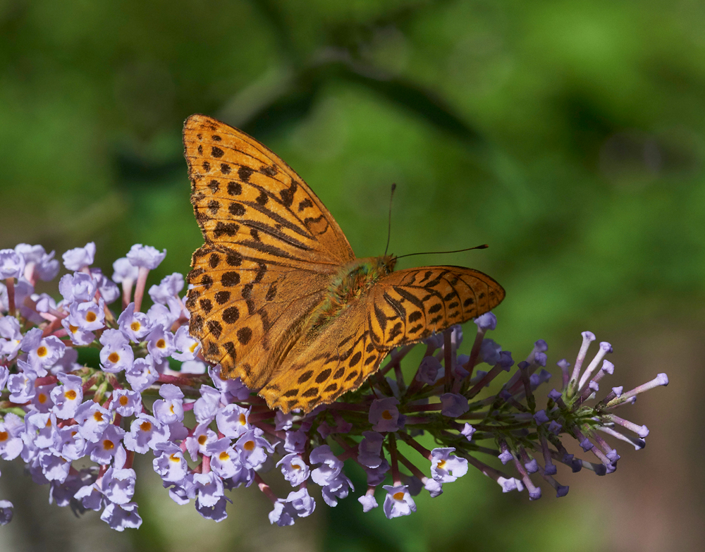 SilverWashedFritillary210717-2