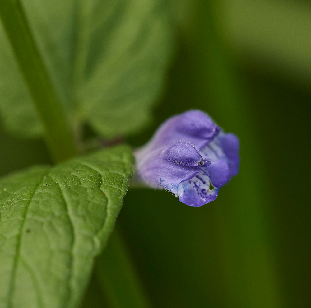 Skullcap130617-1