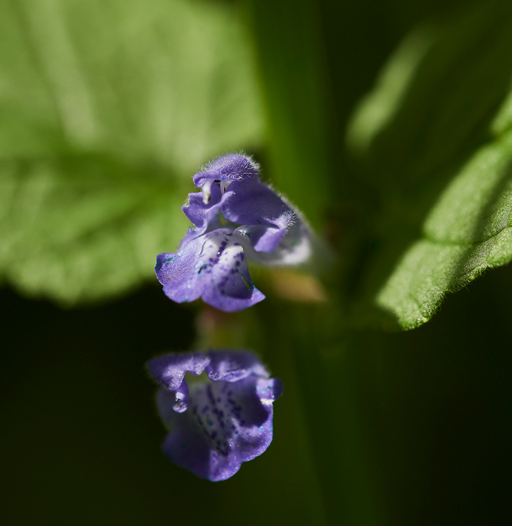 Skullcap130617-2