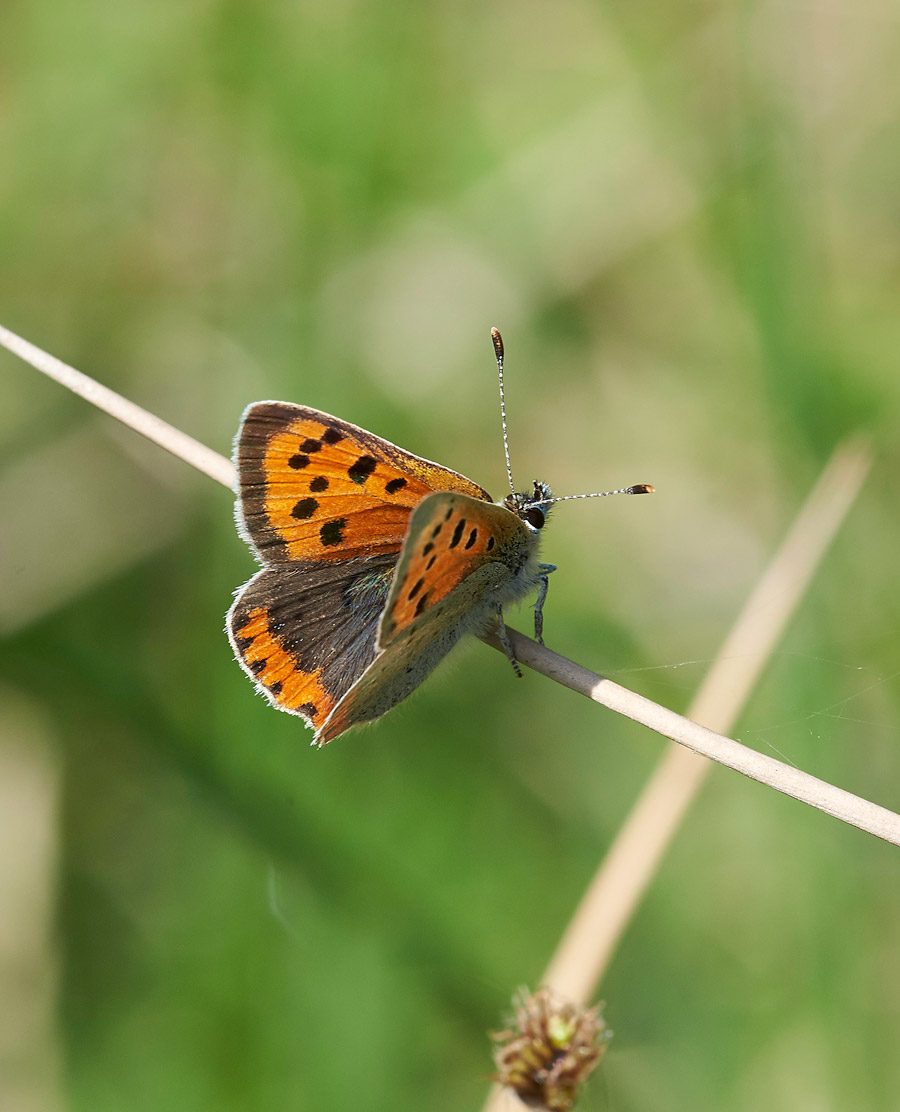 SmallCopper250517-1