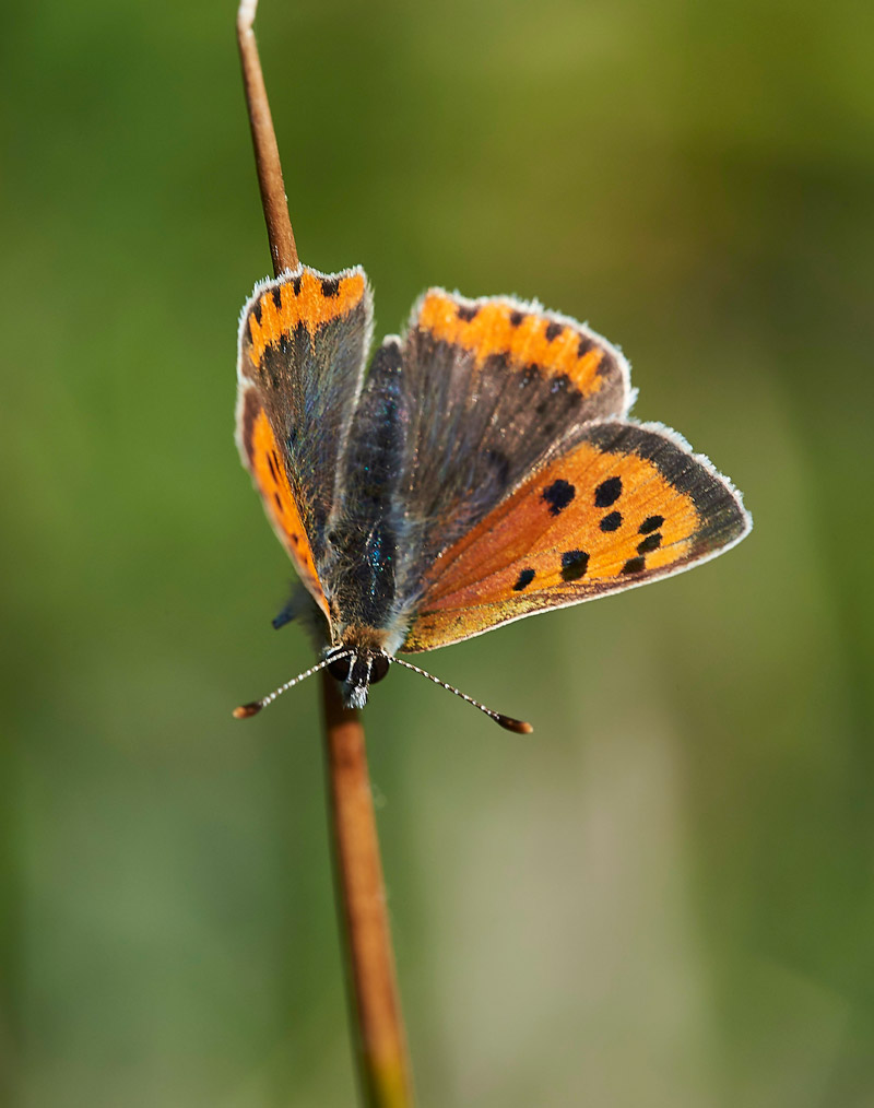 SmallCopper250517-2