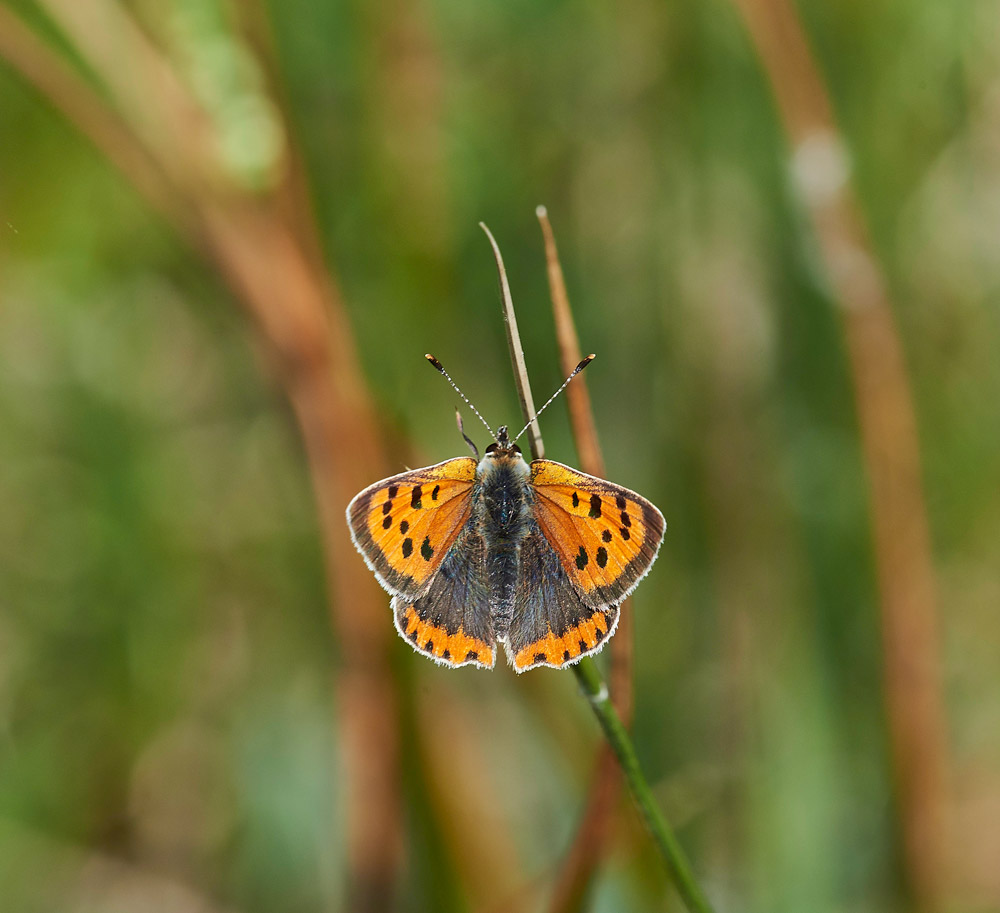 SmallCopper250517-3