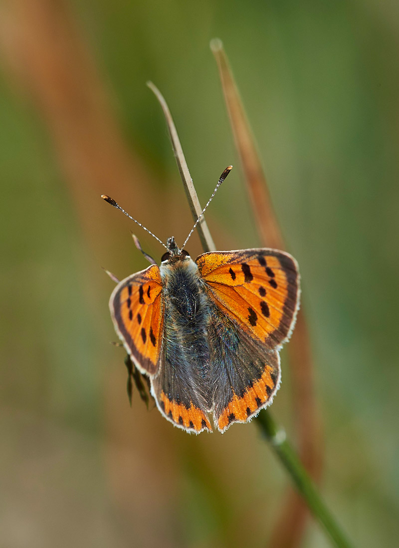 SmallCopper250517-5