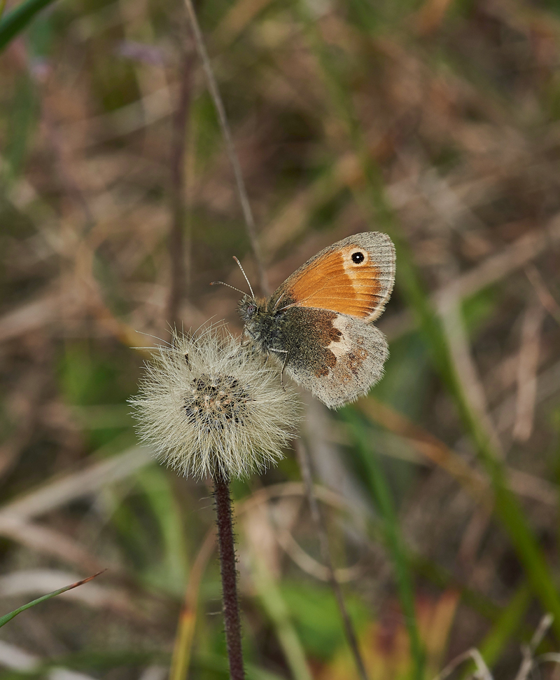 SmallHeath020617-1