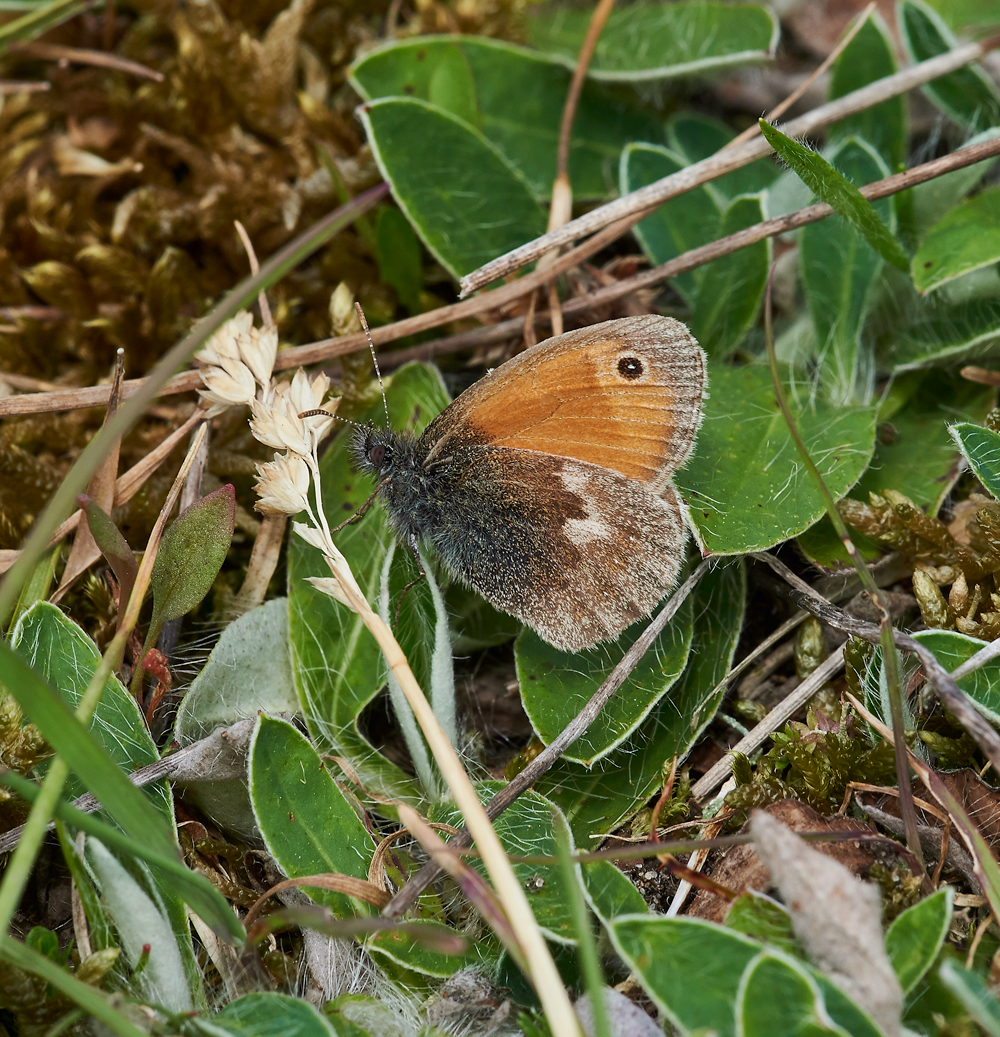 SmallHeath020617-2