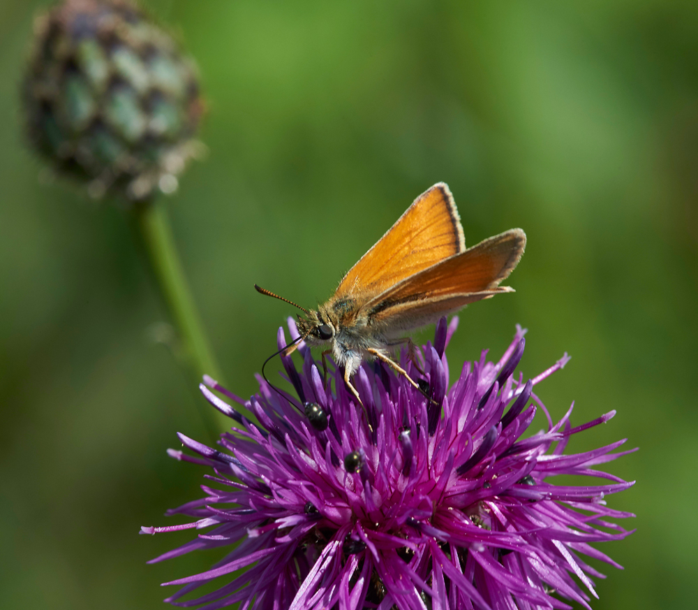 SmallSkipper260617-1