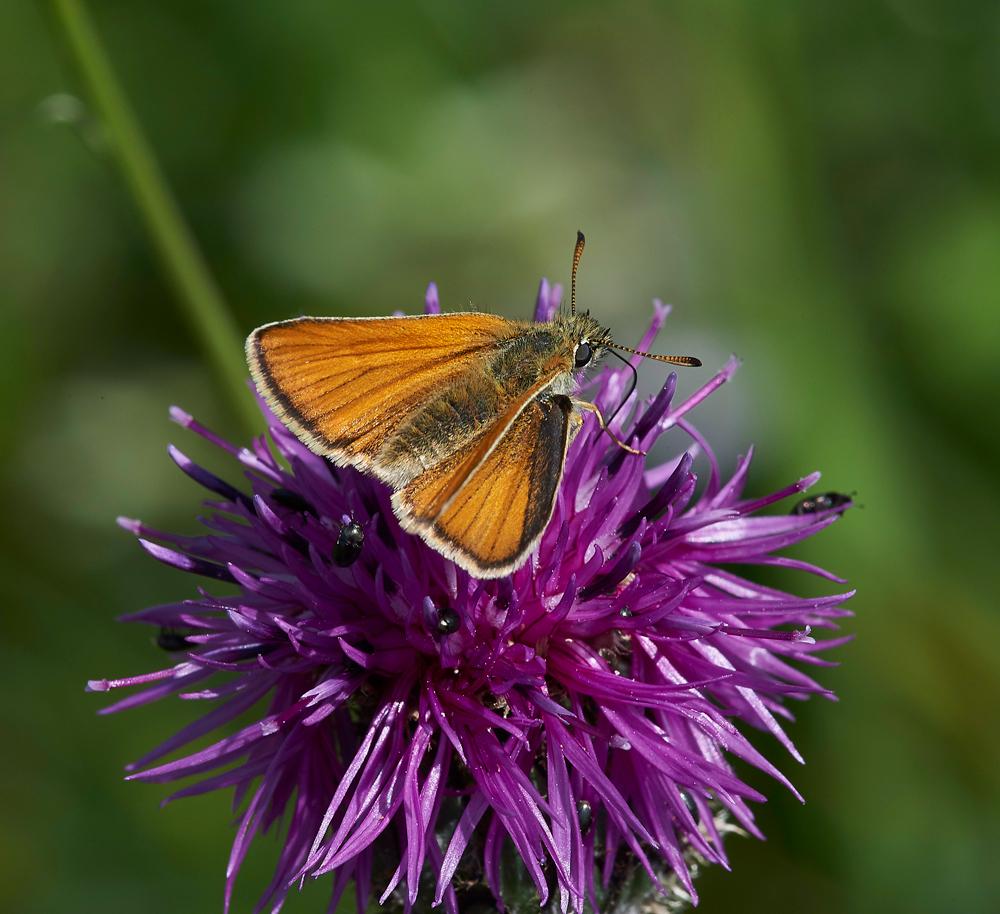 SmallSkipper260617-3