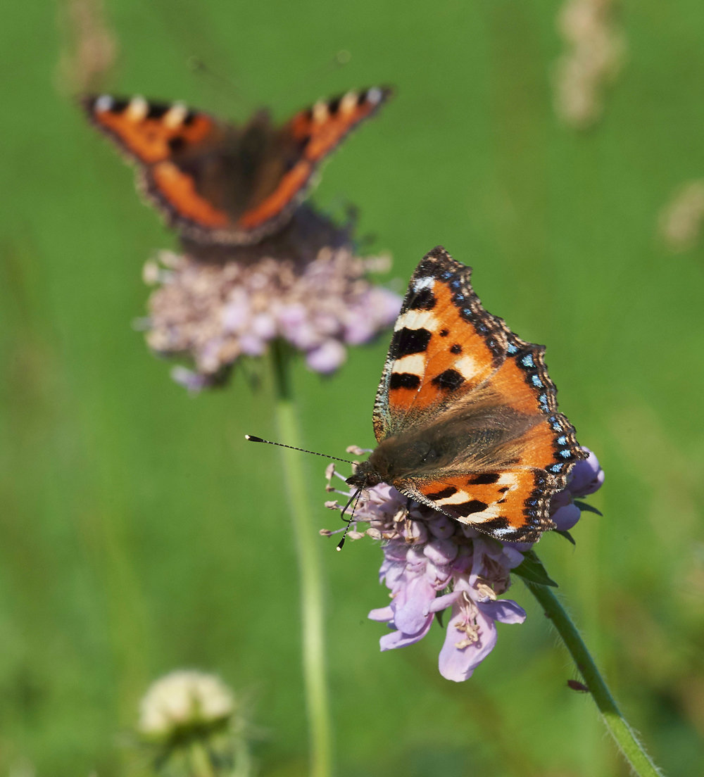 SmallTortoiseShell170617-1