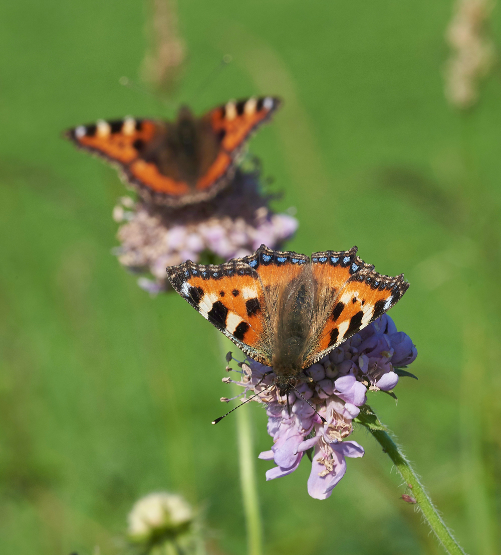 SmallTortoiseShell170617-2