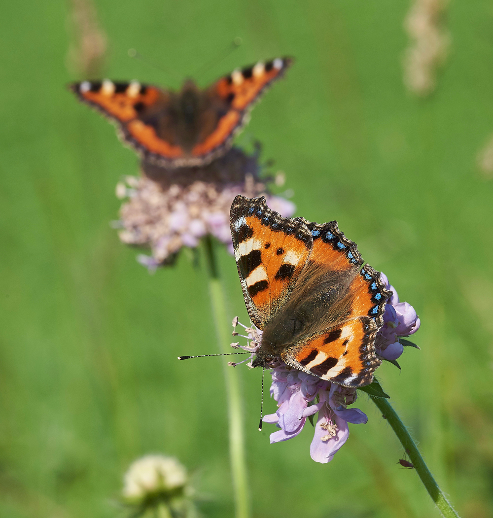 SmallTortoiseShell170617-3