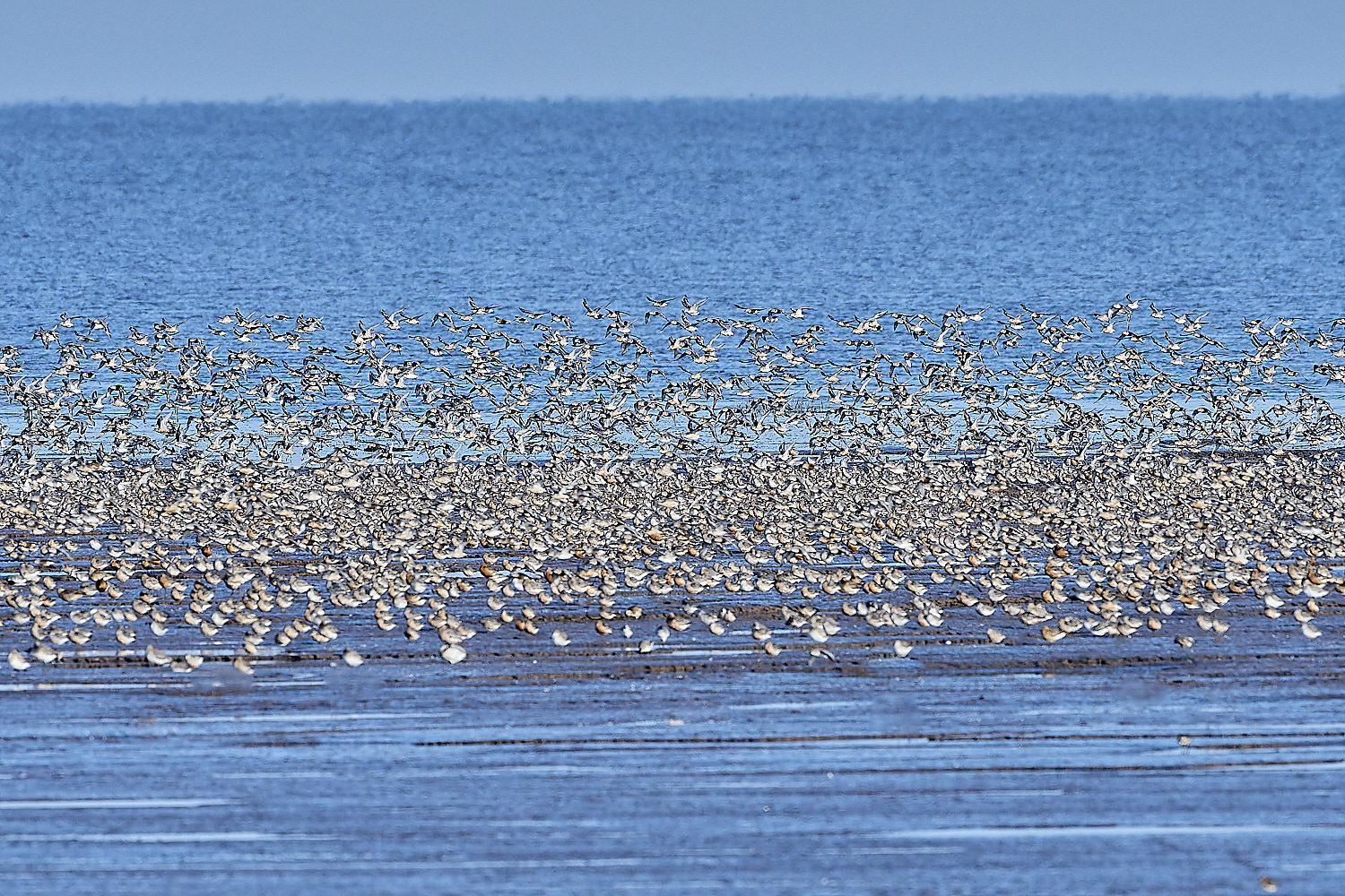 Snettisham250817-1-NEF-