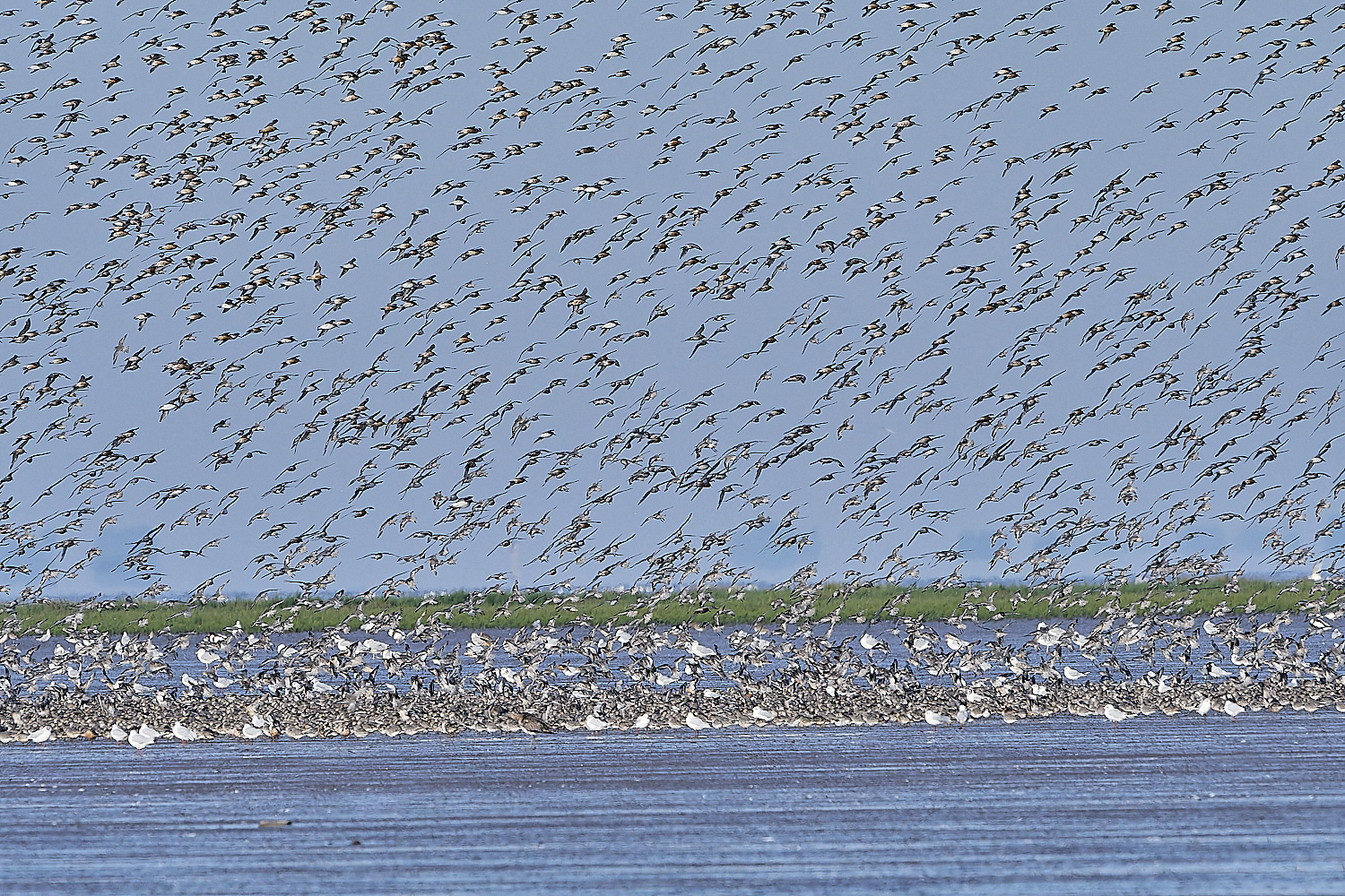 Snettisham250817-11-NEF-