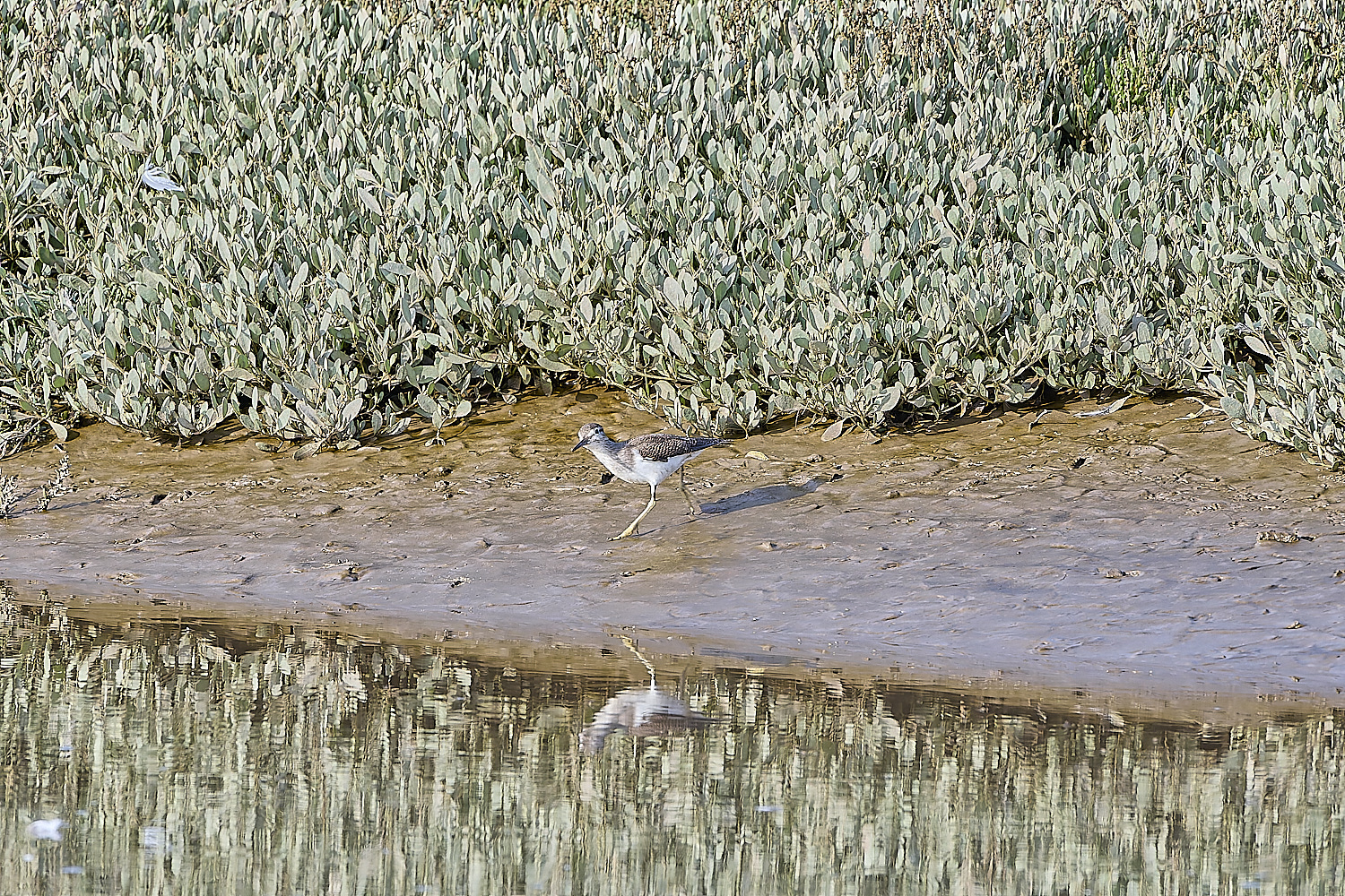 Snettisham250817-13-NEF-