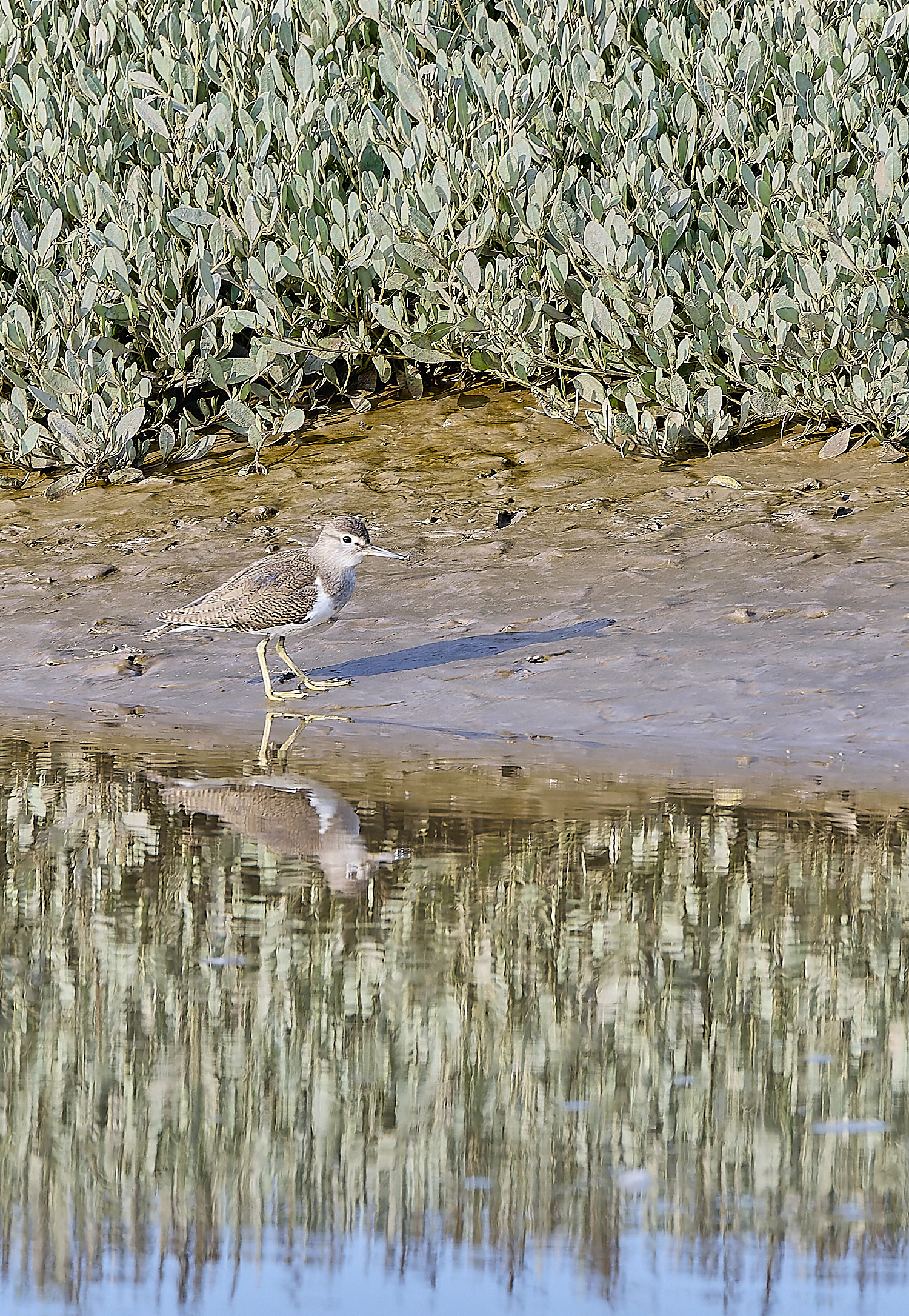 Snettisham250817-14-NEF-