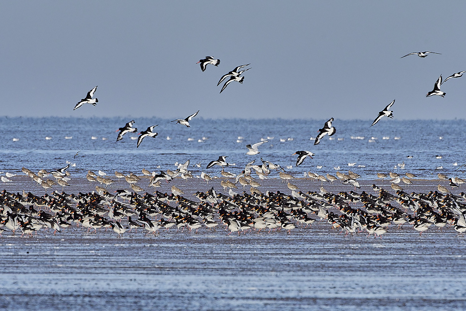 Snettisham250817-15-NEF-