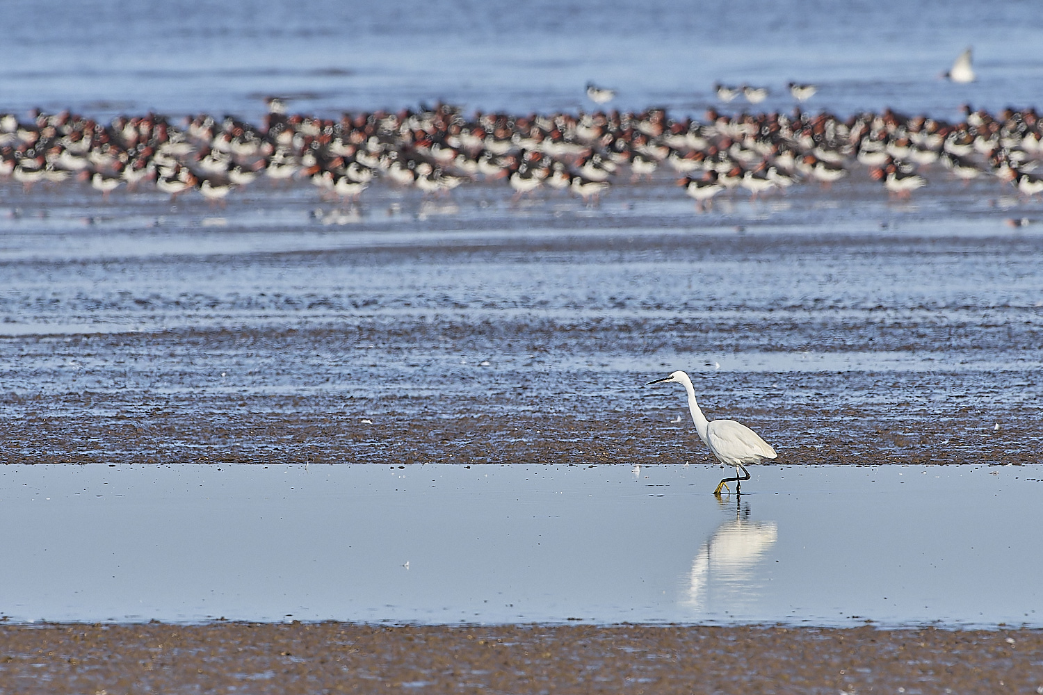 Snettisham250817-16-NEF-