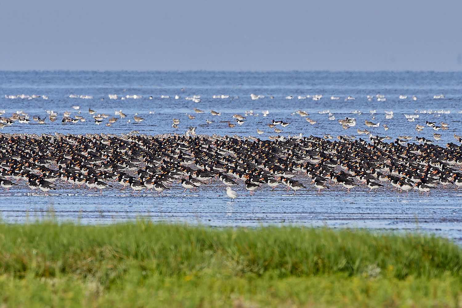 Snettisham250817-17-NEF-