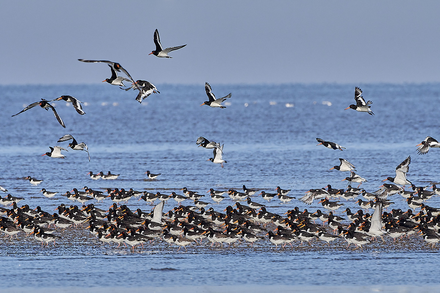 Snettisham250817-18-NEF-