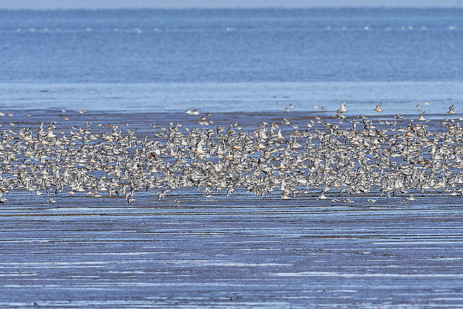 Snettisham250817-2-NEF-