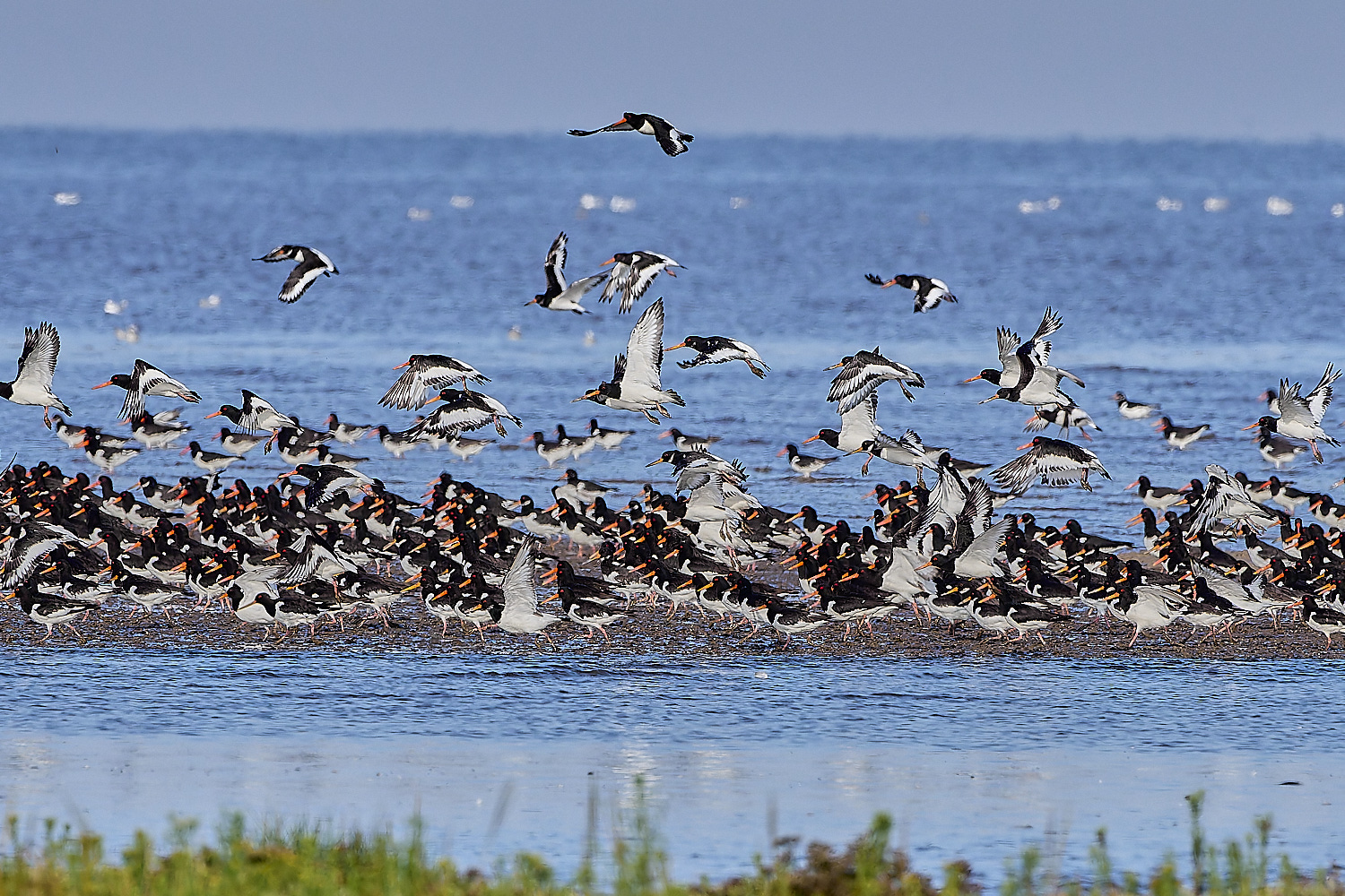 Snettisham250817-20-NEF-