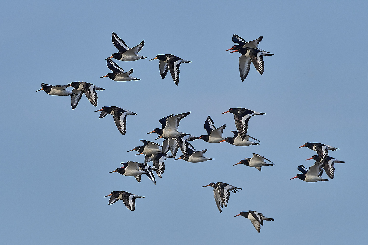 Snettisham250817-3-NEF-