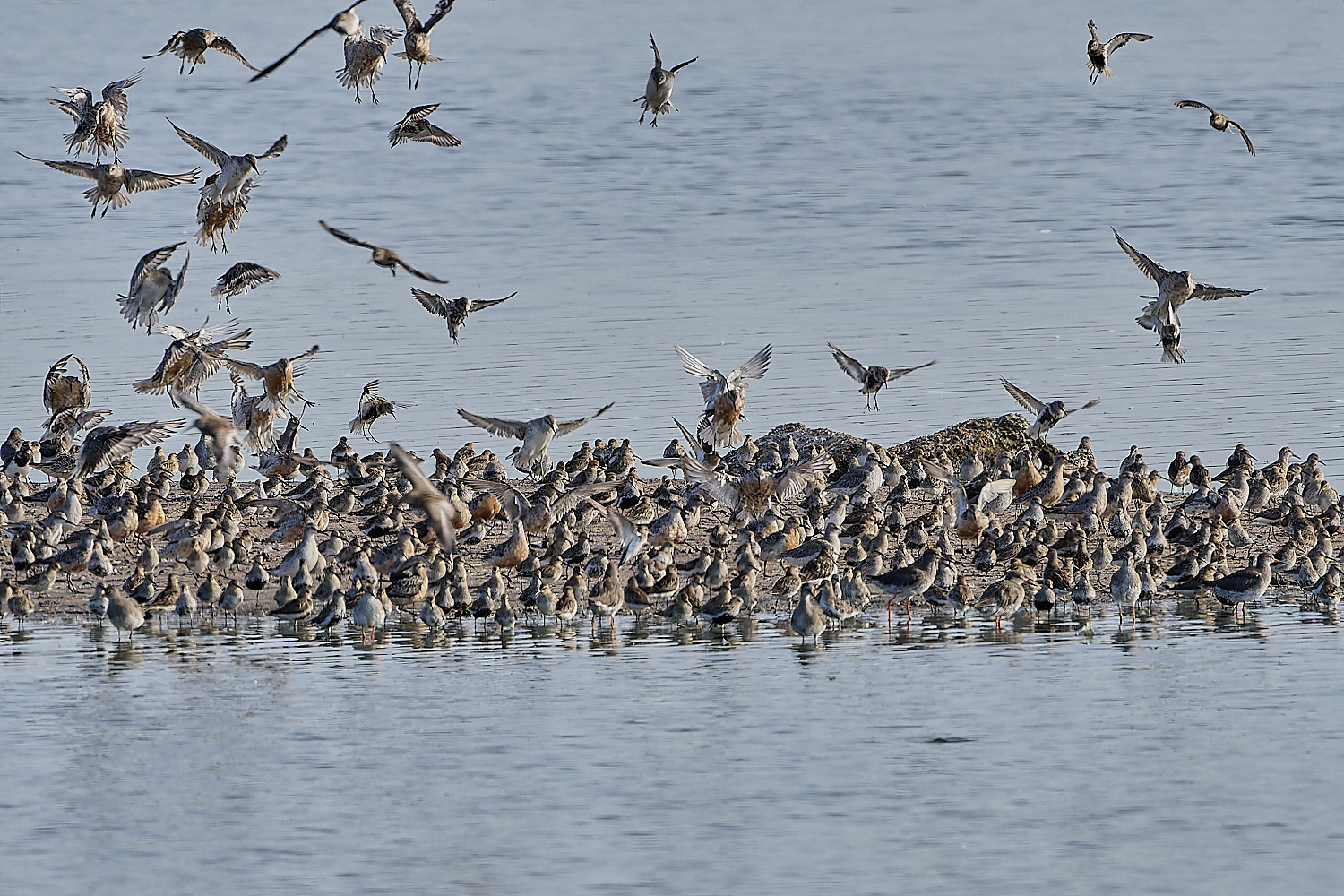 Snettisham250817-36-NEF-