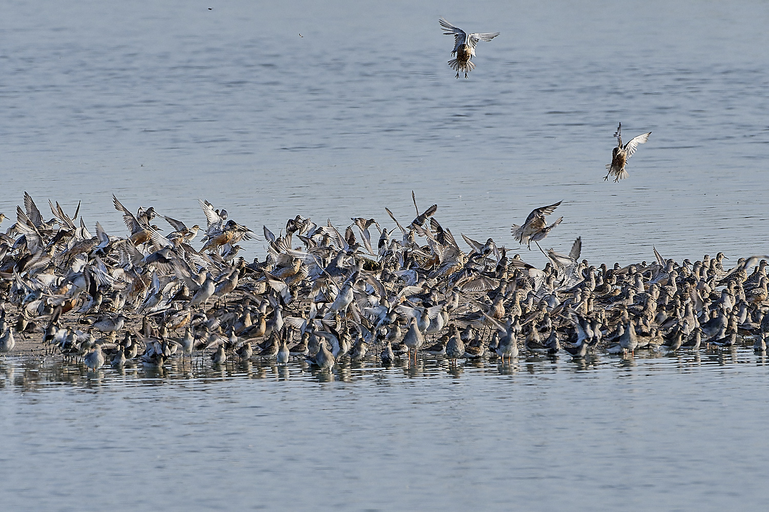 Snettisham250817-38-NEF-