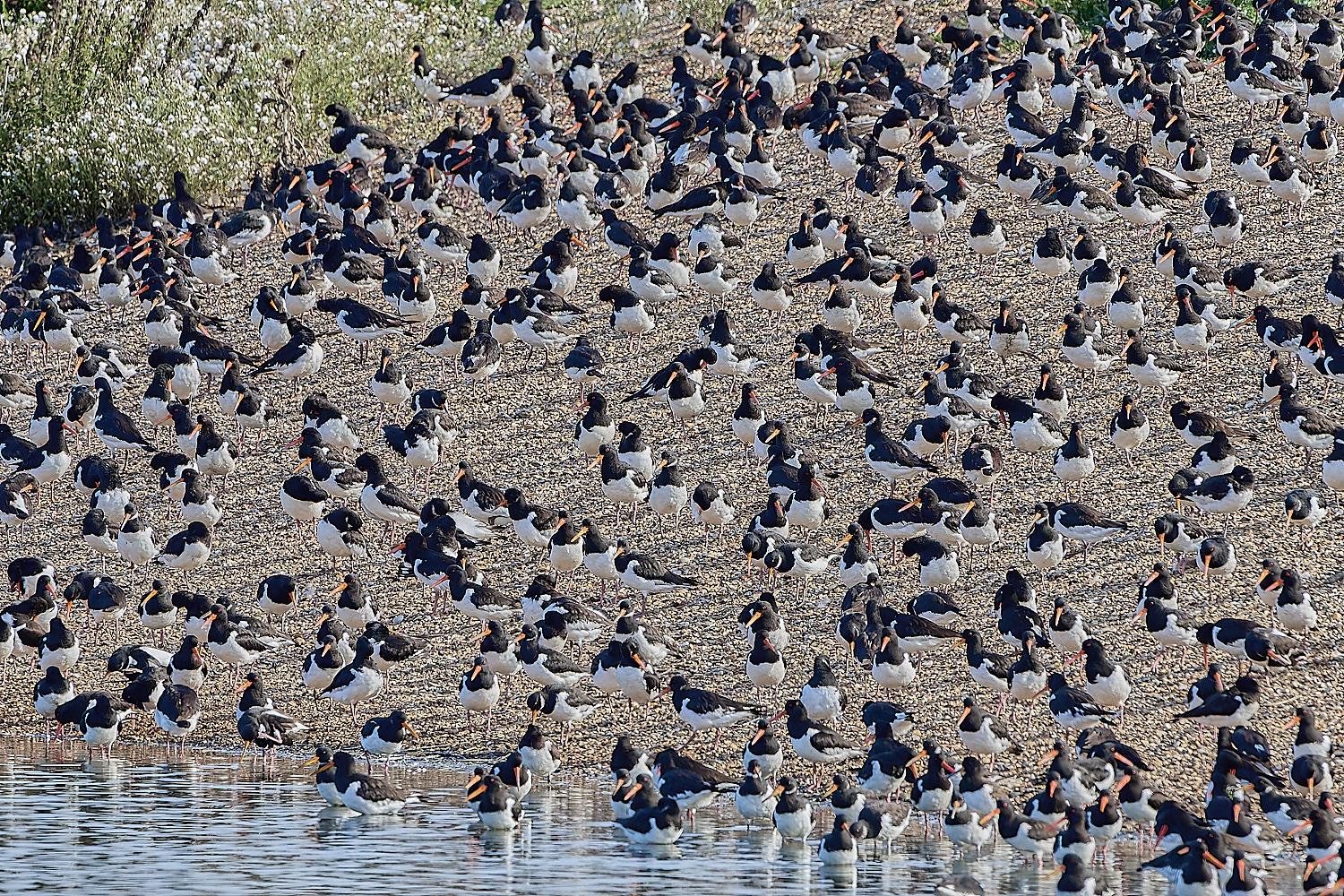 Snettisham250817-42-NEF-