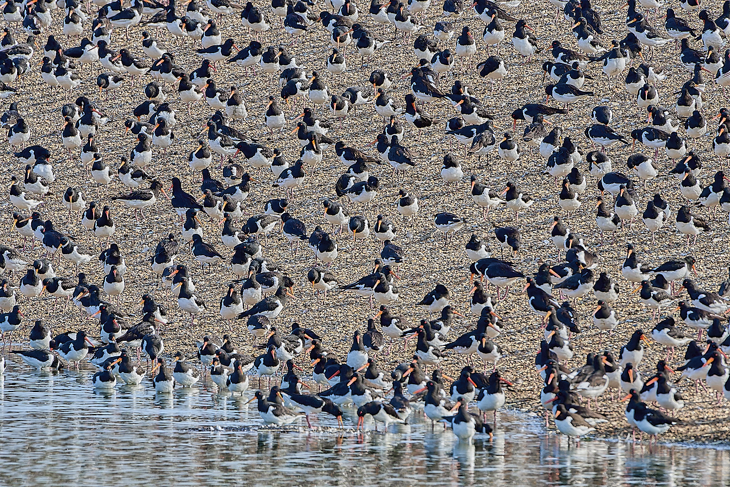 Snettisham250817-43-NEF-