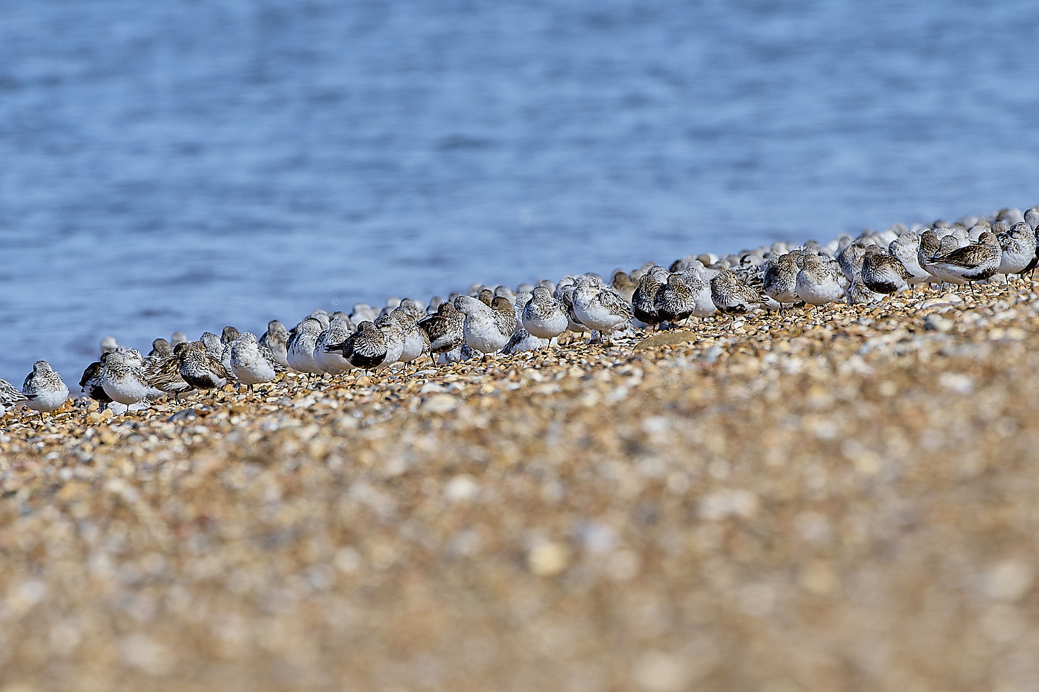 Snettisham250817-58-NEF-