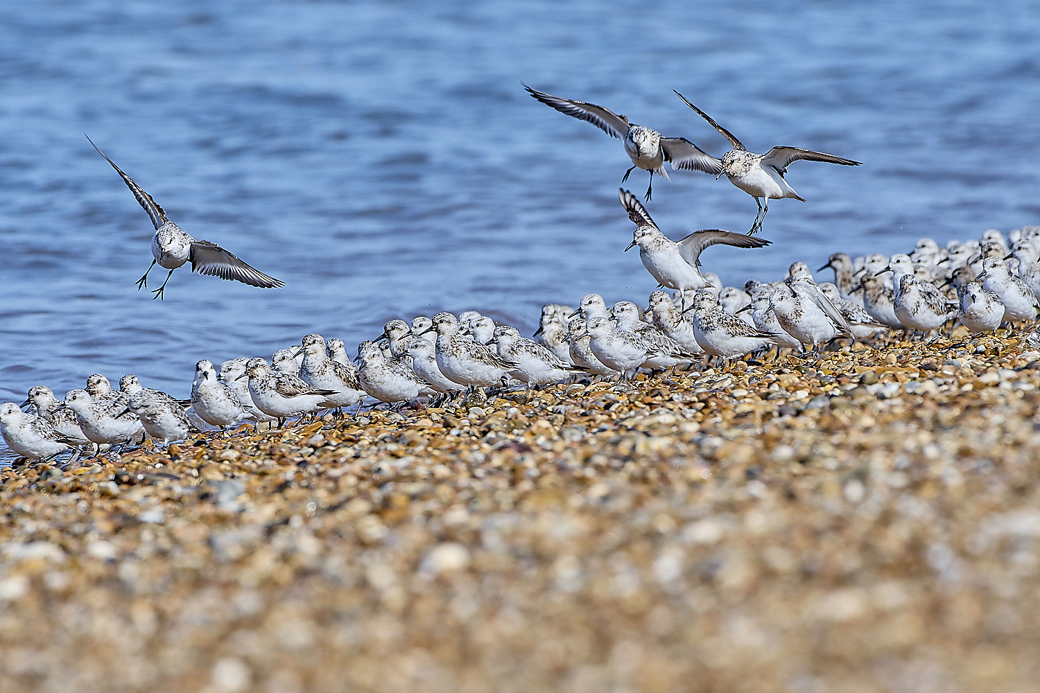 Snettisham250817-66-NEF-