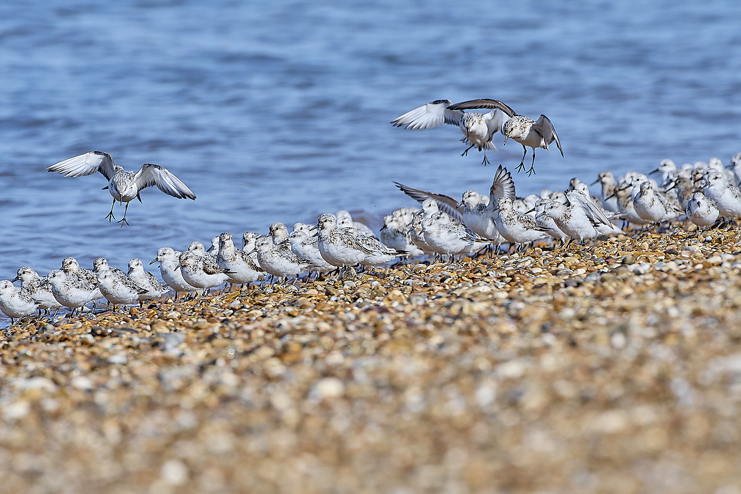 Snettisham250817-67-NEF-