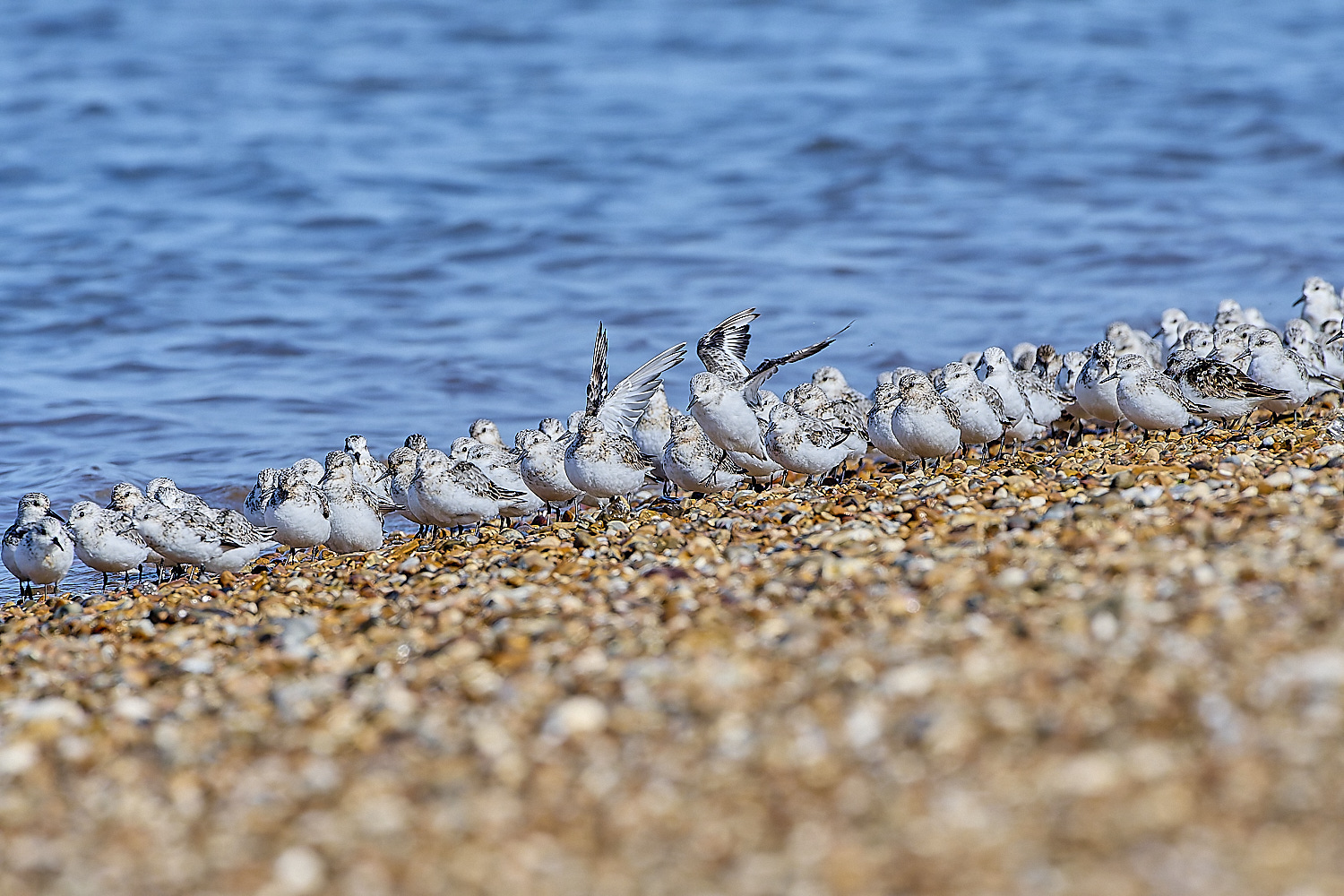 Snettisham250817-68-NEF-