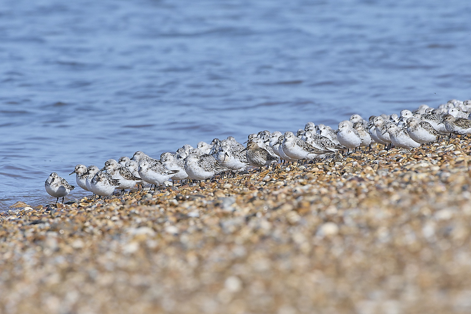 Snettisham250817-69-NEF-