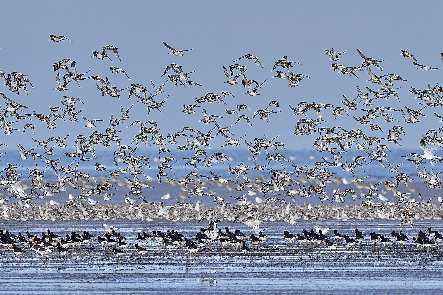 Snettisham250817-8-NEF-