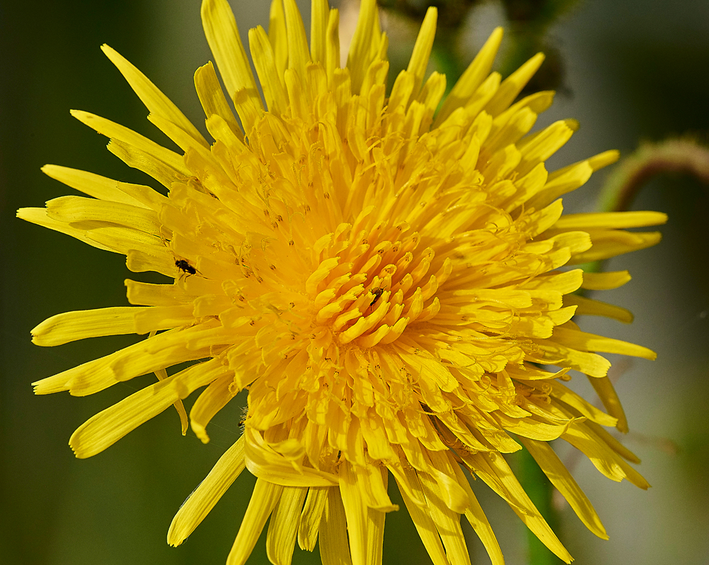 Sowthistle140817-1