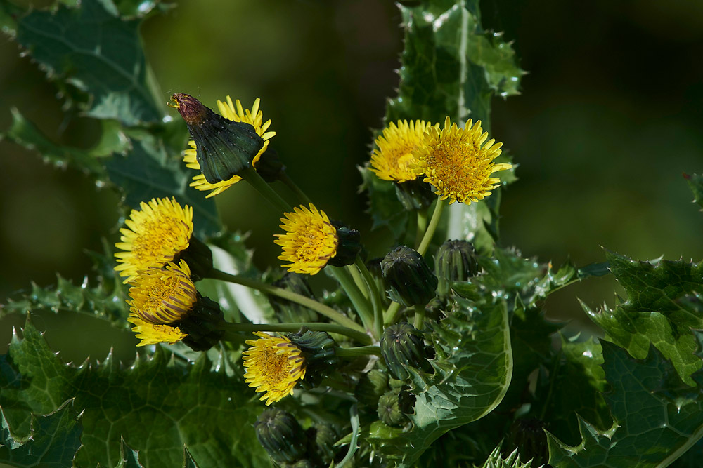 Sowthistle230517-1