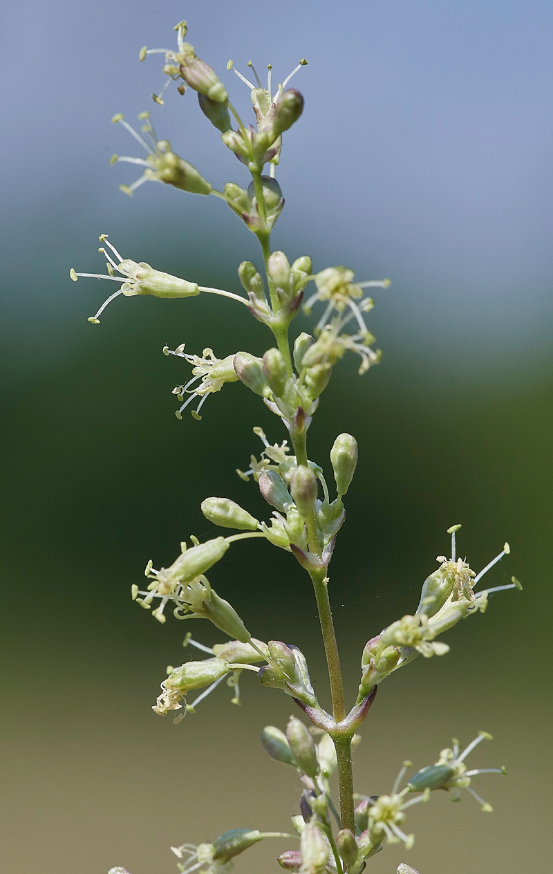 SpanishCatchFly190617-10