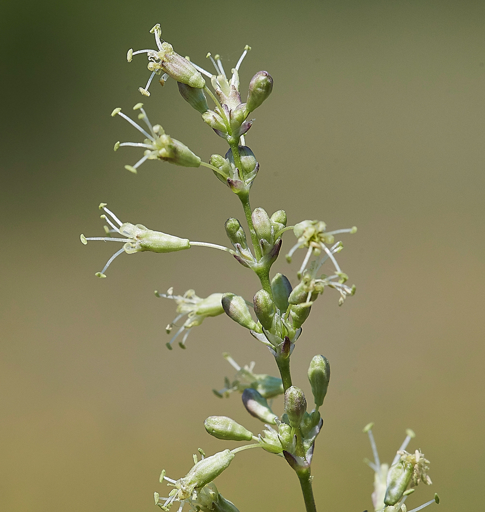 SpanishCatchFly190617-11