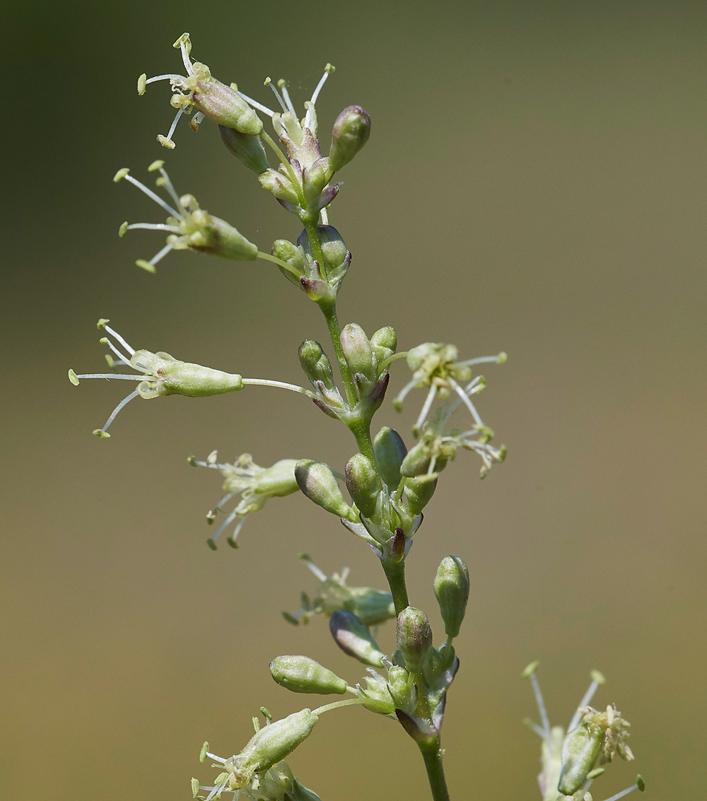 SpanishCatchFly190617-4