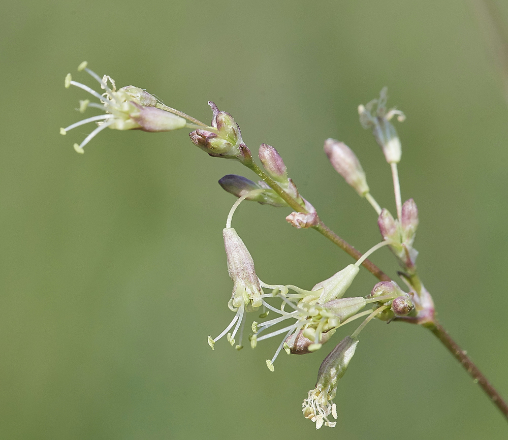 SpanishCatchFly190617-5