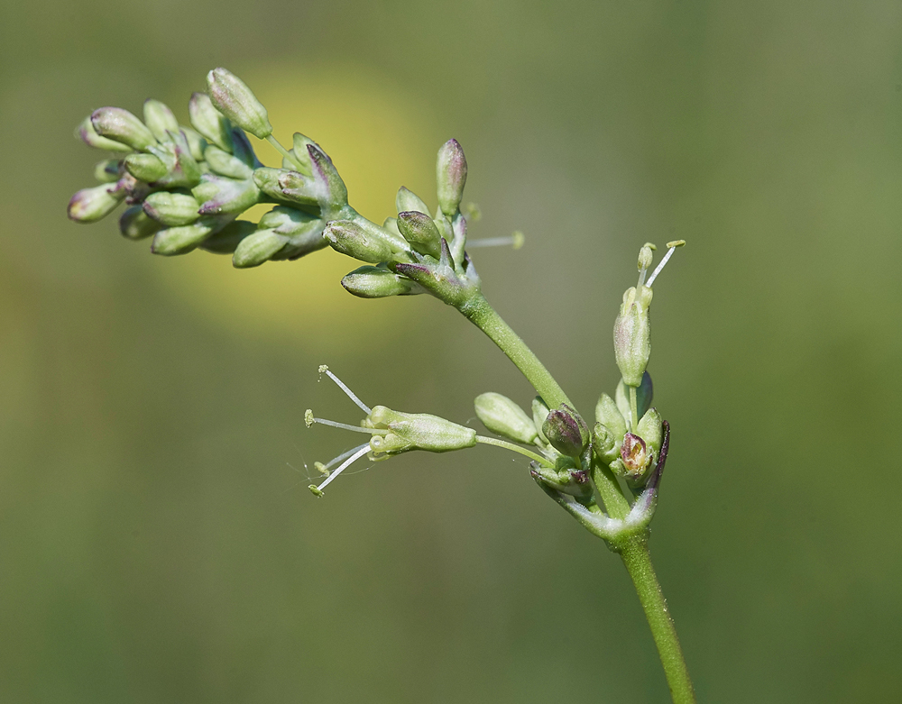 SpanishCatchFly190617-6