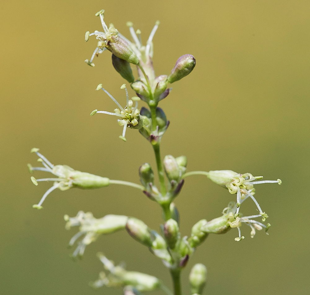 SpanishCatchFly190617-7