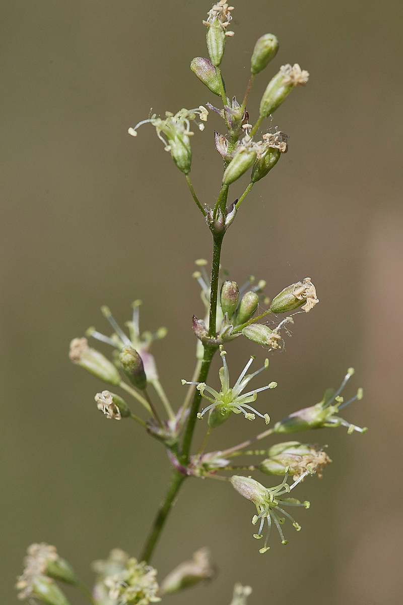 SpanishCatchFly190617-8