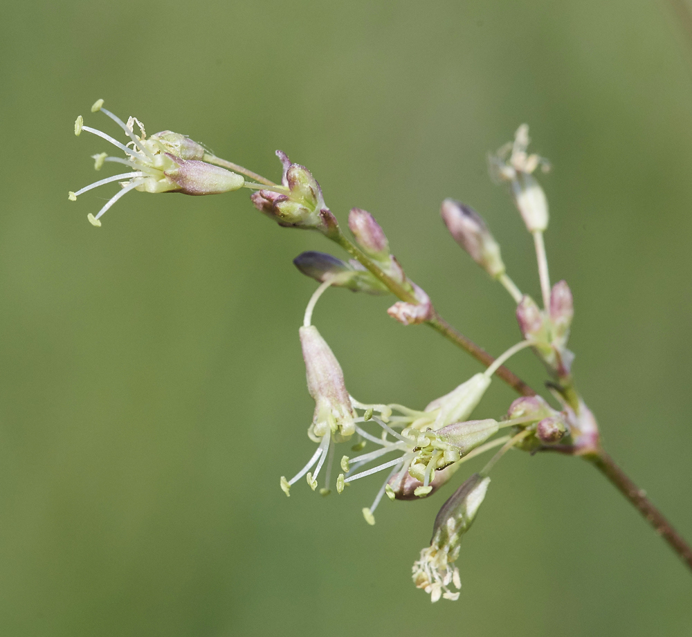 SpanishCatchFly190617-9